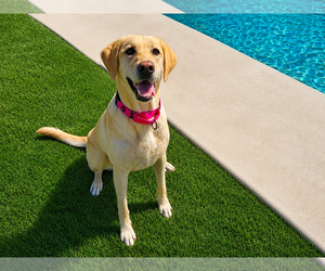 Labrador Retriever Dogs for adoption in Clovis, CA, USA