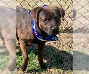 Labrador Retriever-Unknown Mix Dogs for adoption in Tulsa, OK, USA