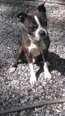 Boston Terrier Dogs for adoption in Hayesville, NC, USA