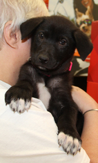 Borador Dogs for adoption in Helotes, TX, USA