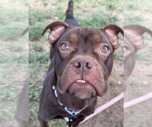 Bullboxer Pit Dogs for adoption in Millersville, MD, USA