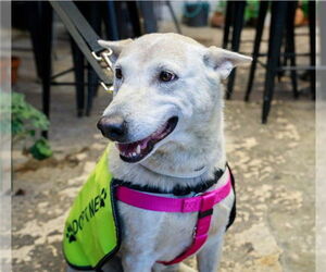 Australian Cattle Dog-Unknown Mix Dogs for adoption in Riverside, CA, USA