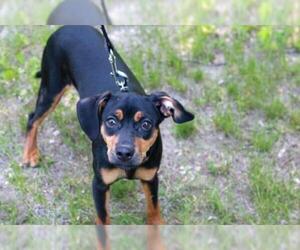 Chiweenie Dogs for adoption in Mankato, MN, USA