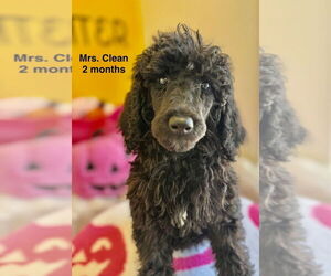 Poodle (Standard) Dogs for adoption in Studio City, CA, USA