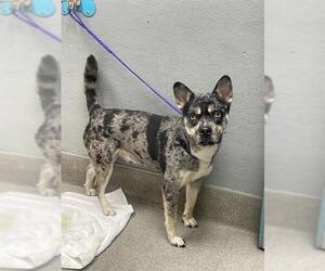 French Bulldog-Unknown Mix Dogs for adoption in Las Vegas, NV, USA