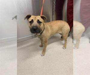 Airedale Terrier-Unknown Mix Dogs for adoption in Fairbanks, AK, USA