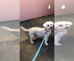 Poochon Dogs for adoption in Shreveport, LA, USA