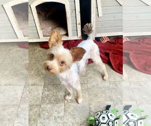 Mutt Dogs for adoption in Santa Clarita, CA, USA