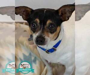 Chihuahua-Unknown Mix Dogs for adoption in Kennesaw, GA, USA