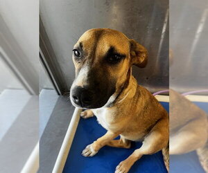 Mutt Dogs for adoption in Downey, CA, USA