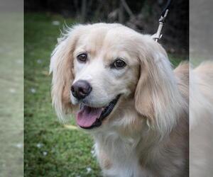 Spangold Retriever Dogs for adoption in Bonita Springs, FL, USA
