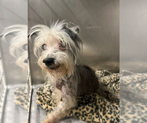 Mutt Dogs for adoption in Downey, CA, USA