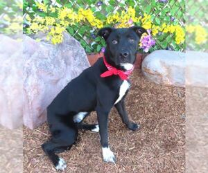 Borador Dogs for adoption in Oklahoma City, OK, USA