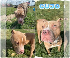 American Staffordshire Terrier Dogs for adoption in Pierceton , IN, USA