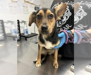 Mutt Dogs for adoption in San Andreas, CA, USA