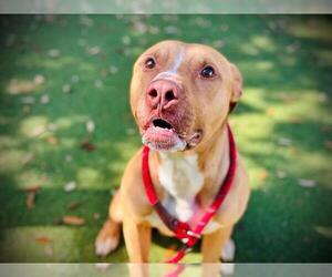 American Pit Bull Terrier Dogs for adoption in Orlando, FL, USA