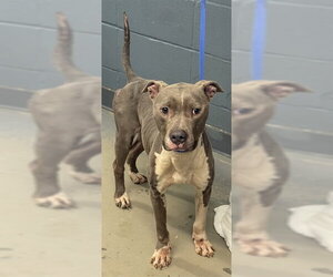American Staffordshire Terrier-Unknown Mix Dogs for adoption in Tallahassee, FL, USA