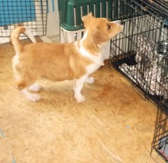 Beagi Dogs for adoption in Crossville, AL, USA