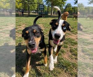 Borador Dogs for adoption in Globe, AZ, USA
