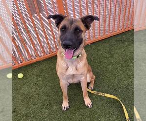 German Shepherd Dog-Unknown Mix Dogs for adoption in Las Vegas, NV, USA