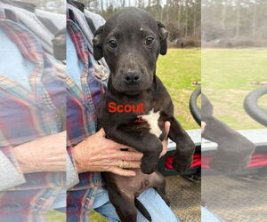 Mutt Dogs for adoption in Farmerville, LA, USA