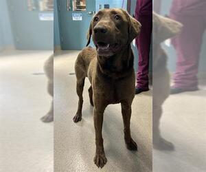 Labrador Retriever Dogs for adoption in Newton, NC, USA