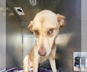 Labrador Retriever-Unknown Mix Dogs for adoption in San Antonio, TX, USA