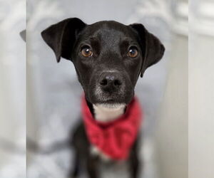 Jack-Rat Terrier Dogs for adoption in Magnolia Springs, AL, USA