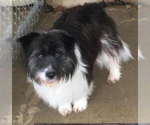 Bearded Collie-Unknown Mix Dogs for adoption in Effort, PA, USA