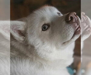 Siberian Husky Dogs for adoption in Vail, AZ, USA