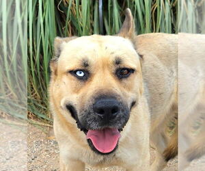 Huskies -Unknown Mix Dogs for adoption in Lake Forest, CA, USA