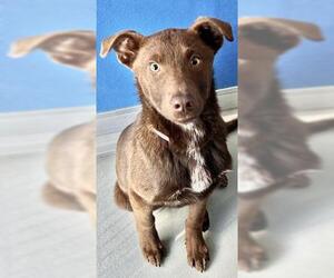 Border Collie-Unknown Mix Dogs for adoption in Visalia, CA, USA