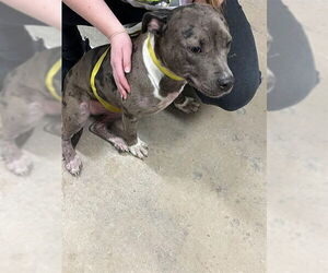 American Pit Bull Terrier Dogs for adoption in Decatur, IL, USA