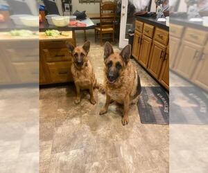 German Shepherd Dog Dogs for adoption in Oakhurst, NJ, USA