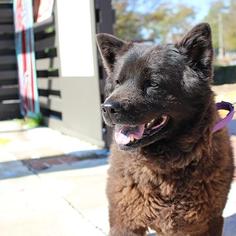 Chow Chow Dogs for adoption in Atlanta, GA, USA