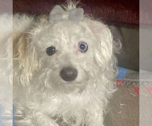 Maltipoo Dogs for adoption in Spring Lake, NC, USA