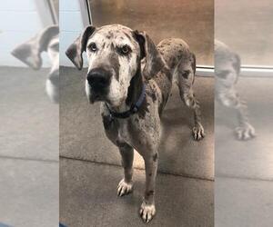 Great Dane Dogs for adoption in Johnson City, TN, USA