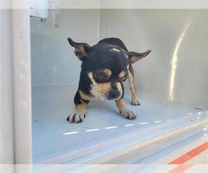 Chihuahua Dogs for adoption in Houston, TX, USA