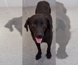 Labrador Retriever-Unknown Mix Dogs for adoption in Low Moor, VA, USA