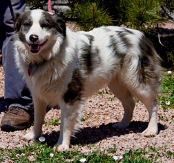 Mutt Dogs for adoption in Payson, AZ, USA