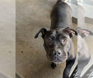 Mutt Dogs for adoption in San Bernardino, CA, USA