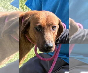 Redbone Coonhound-Unknown Mix Dogs for adoption in Rustburg, VA, USA