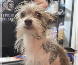 Mutt Dogs for adoption in Brooklyn, NY, USA