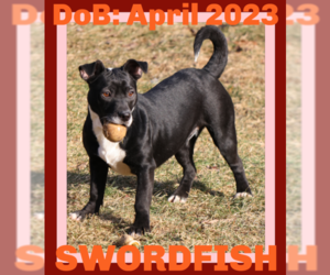 American Pit Bull Terrier-Pug Mix Dogs for adoption in Sebec, ME, USA