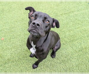 Boxer-Unknown Mix Dogs for adoption in Raleigh, NC, USA