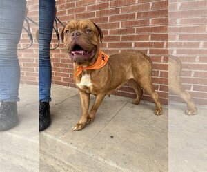 Dogue de Bordeaux Dogs for adoption in Goodyear, AZ, USA