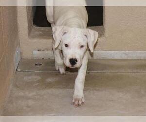 Dogo Argentino Dogs for adoption in Ojai, CA, USA