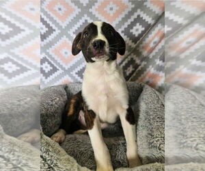 American Pit Bull Terrier-Border Collie Mix Dogs for adoption in Lakewood, CO, USA
