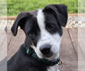 Huskies -Unknown Mix Dogs for adoption in Fargo, ND, USA