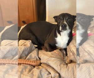 Miniature Pinscher-Unknown Mix Dogs for adoption in Oakhurst, NJ, USA